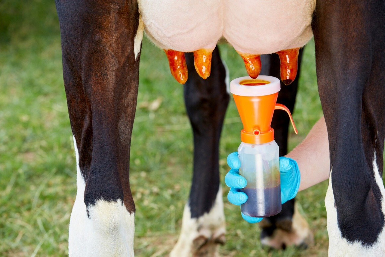 Hygiène de la mamelle