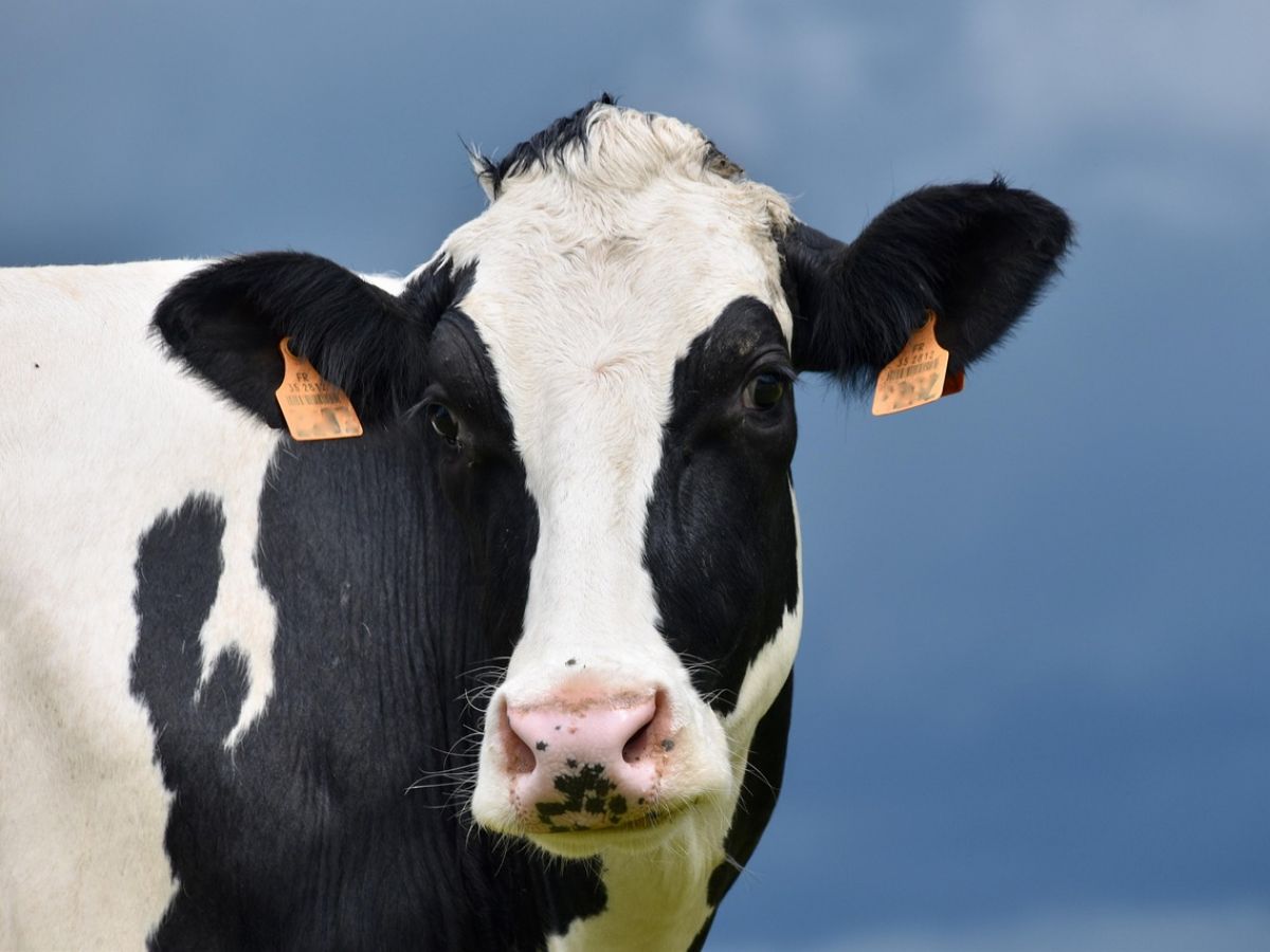 COMPLEMENTS ALIMENTAIRES POUR ANIMAUX D'ELEVAGE