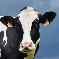 COMPLEMENTS ALIMENTAIRES POUR ANIMAUX D'ELEVAGE