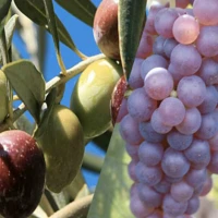 NUTRITION DES PLANTES ET FERTILISATION